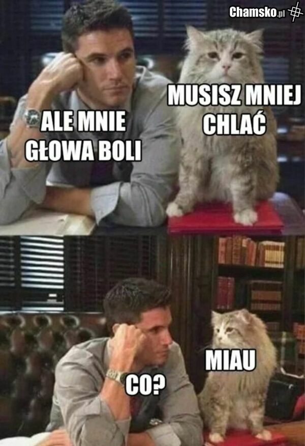 mój kot
