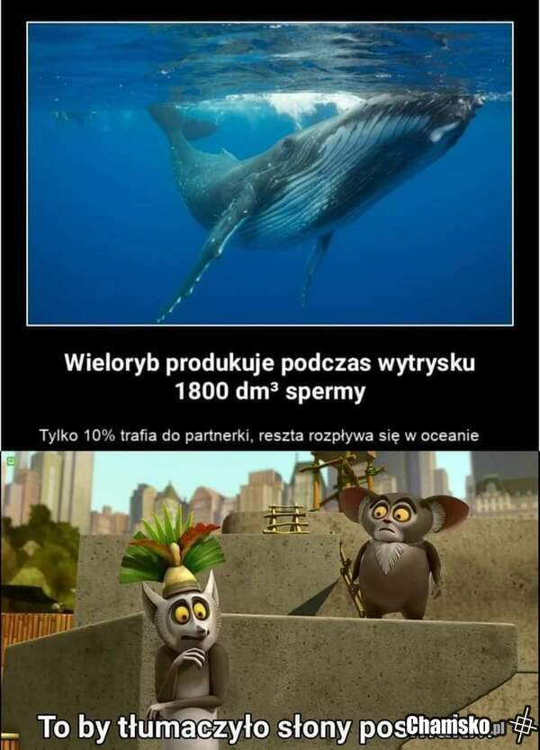 Zasolenie