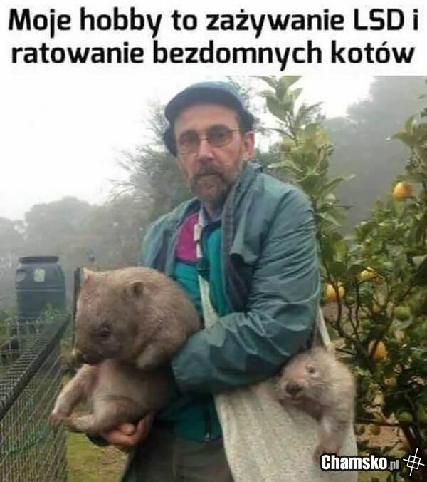 zambrowski towar
