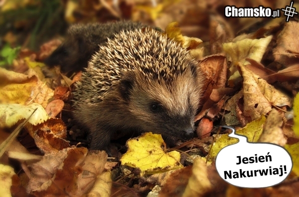 Jesień to najlepsza pora roku !
