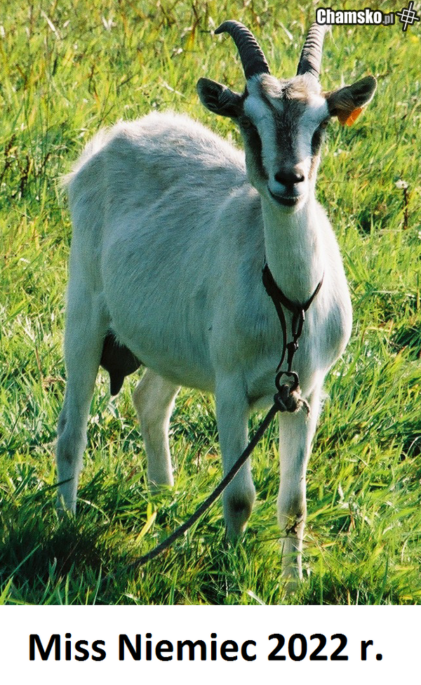kozojebca