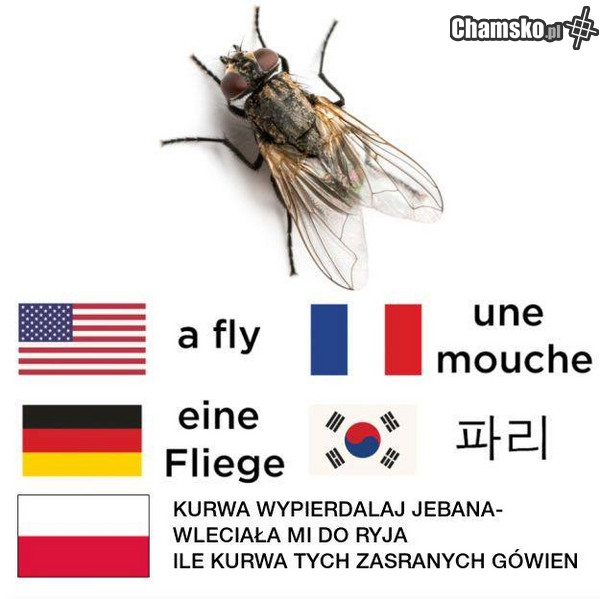 Skurwysyństwa