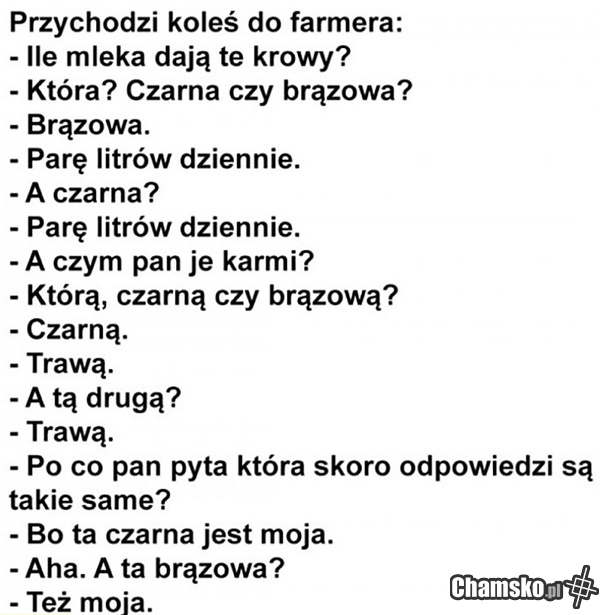 Krowy