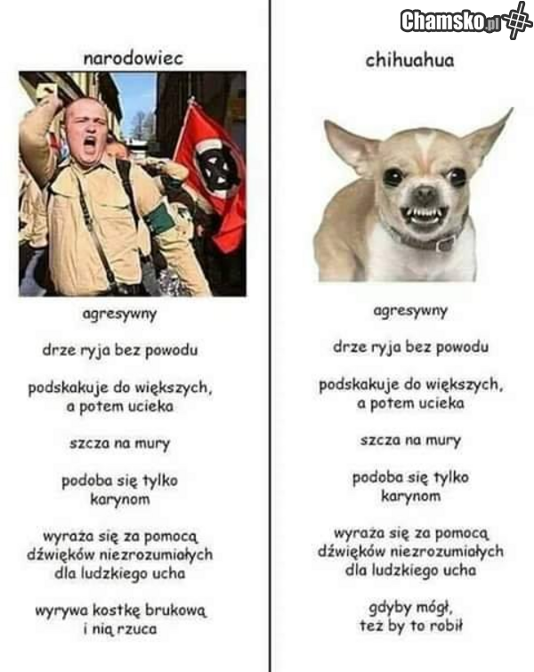 Dwa szczury