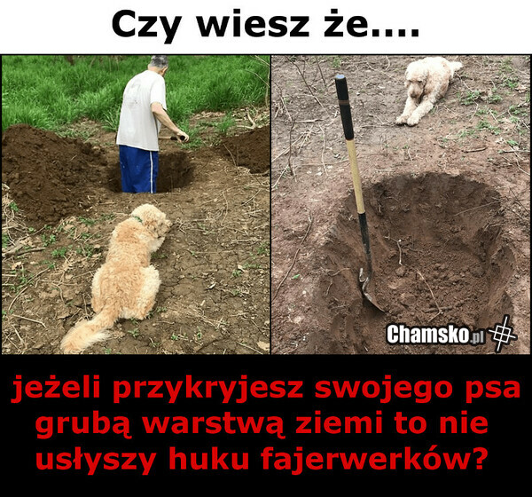 Gdy pies boi się petard