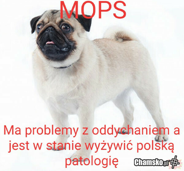 Mops