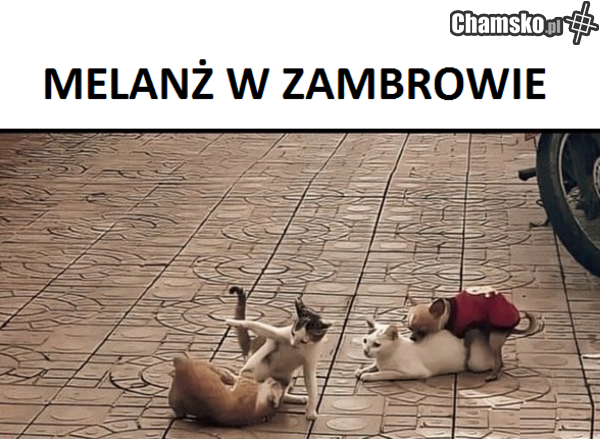 zapraszamy wszystkie ścierwa