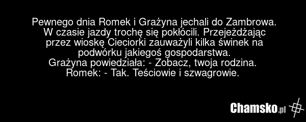 Pewnego dnia Romek i Grażyna jechali do Zambrowa. W czasie jazdy trochę się pokłócili. Przejeżdżając przez wioskę Cieciorki zauważyli kilka świnek na podwórku jakiegoś gospodarstwa. Grażyna powiedziała: - Zobacz, twoja rodzina. Romek: - Tak. Teściowie i szwagrowie.