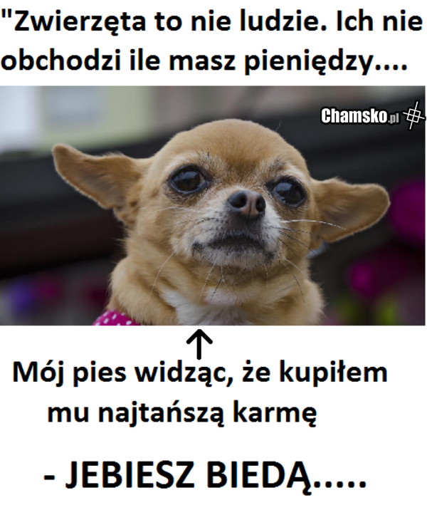 twój pies