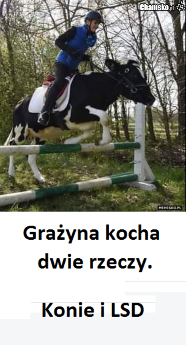 zambrowski towar