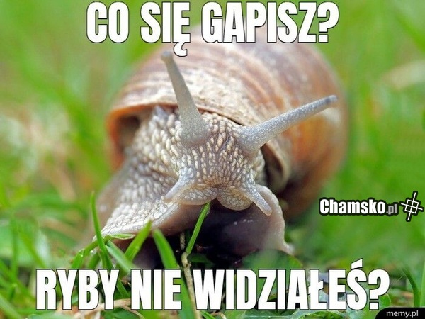 Skrzela. płetwy i te sprawy