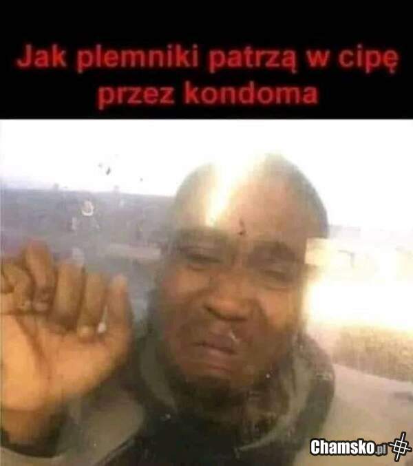 Plemniki