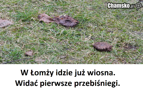 w łomży
