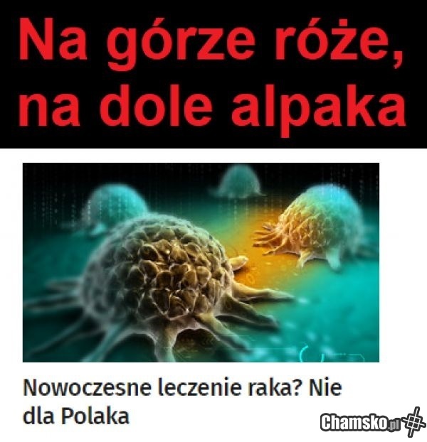 Polak robak