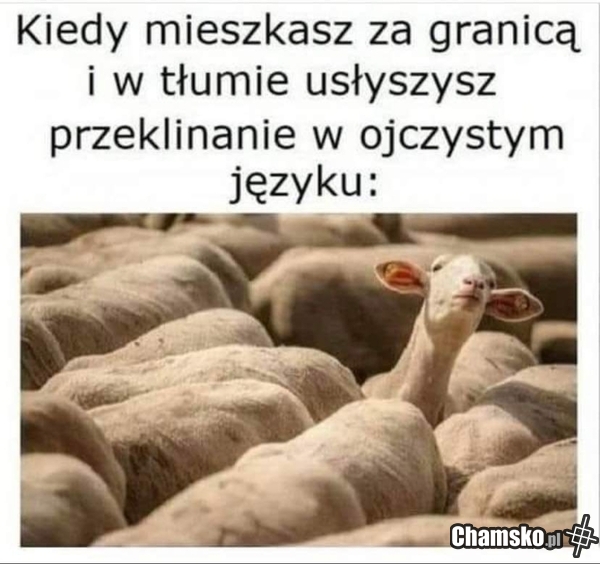 Kurwaaaa