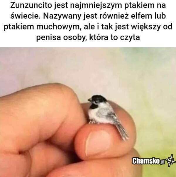 Ptak