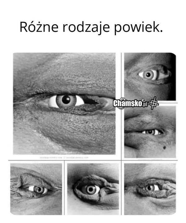 Powieki