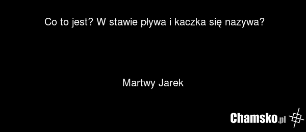 Co to jest? W stawie pływa i kaczka się nazywa? Martwy Jarek