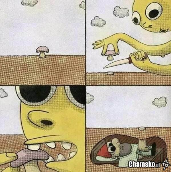 Grzyby
