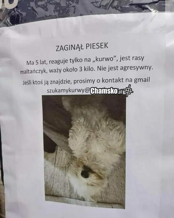Zaginął