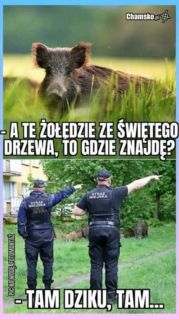 Żołędzie ze świętego drzewa.