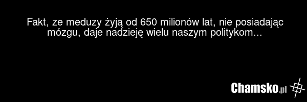 Fakt, ze meduzy żyją od 650 milionów lat, nie posiadając mózgu, daje nadzieję wielu naszym politykom...