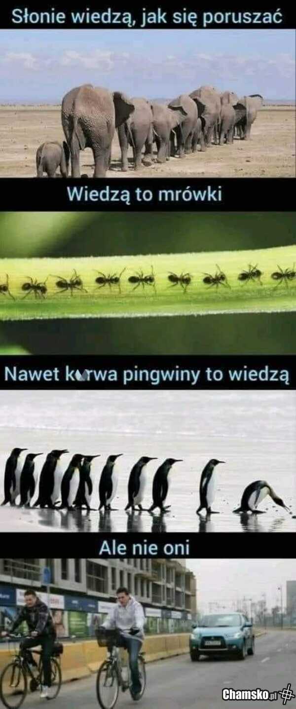 Rowerzyści