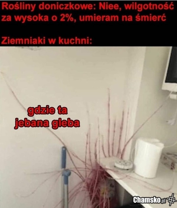 Ziemniaki