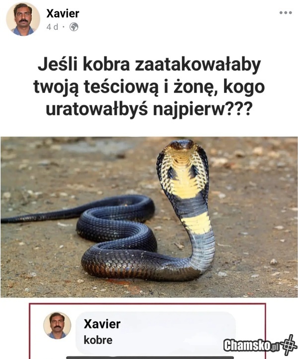 Kobra