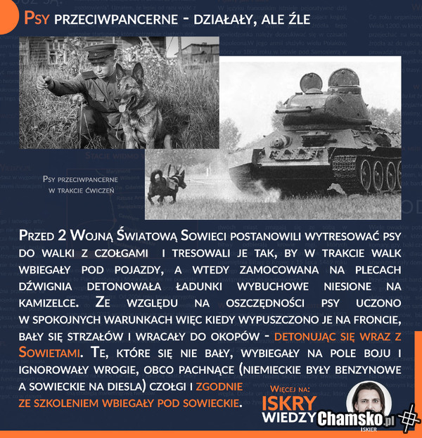 Ruski pies wojenny do wysadzania wrogich czołgów