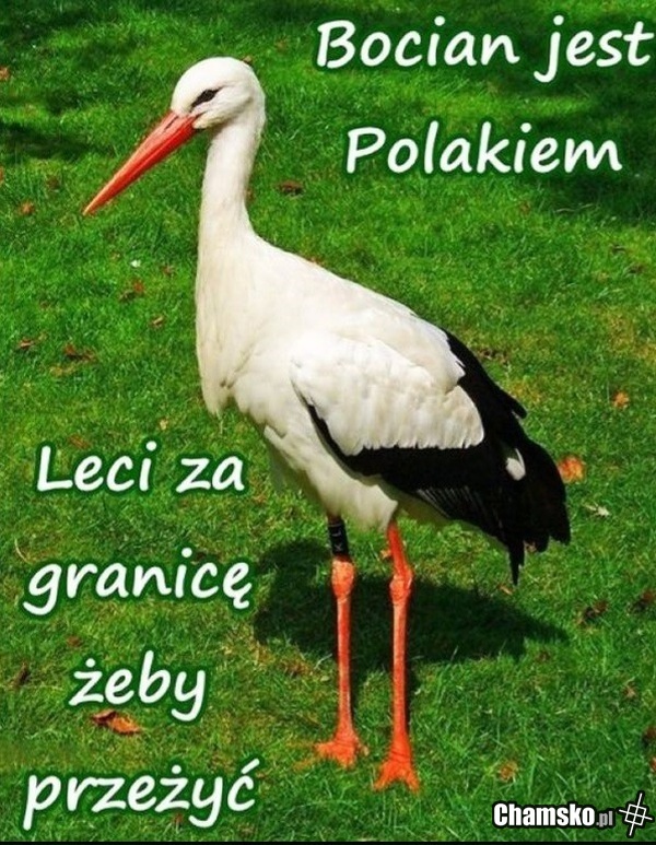 Bocian