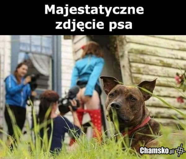 Piesek