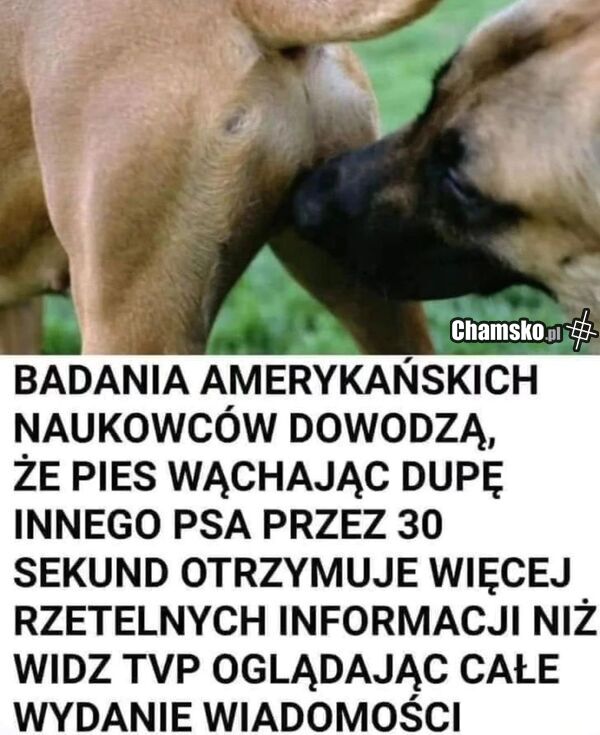 Wąchanie dupy