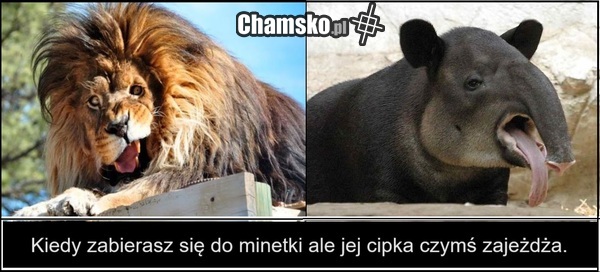 Minetka