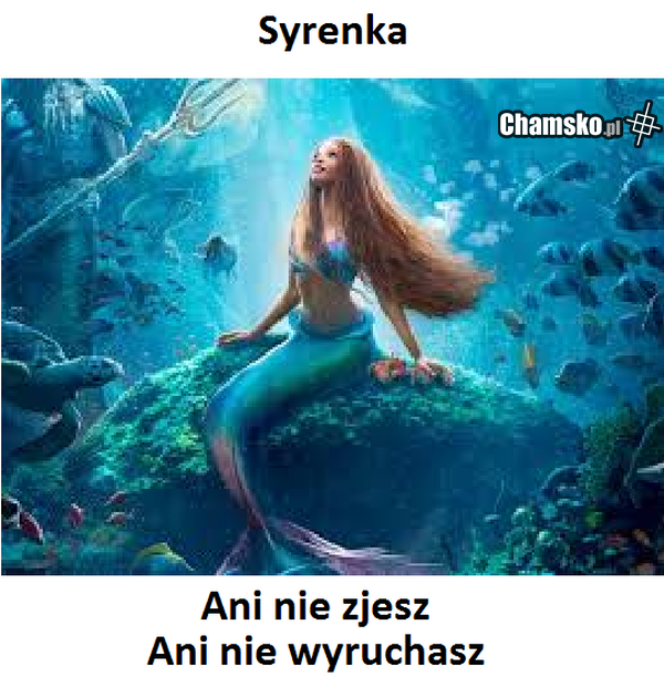 rucham psa jak sra