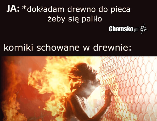 Korniki