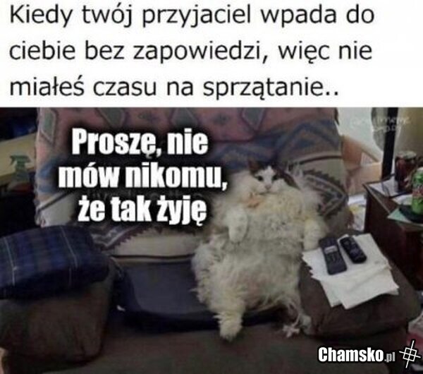 Typowy kumpel