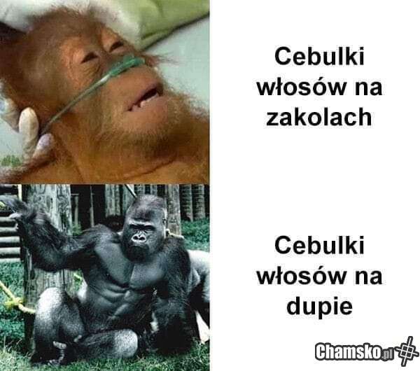 Włosy