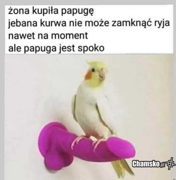 Papuga