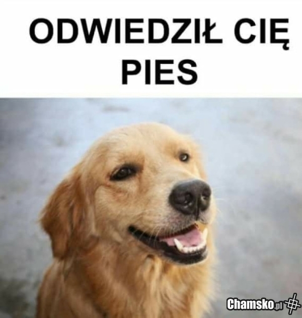 Postmemizm