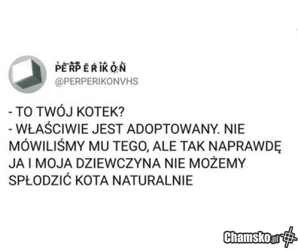 Kotek