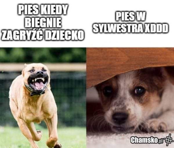 Strzelajcie