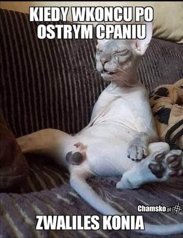 Koń zwalony