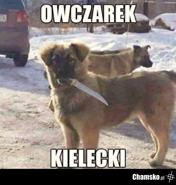 Piesek