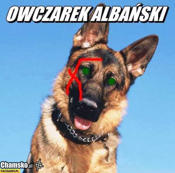 Owczarek
