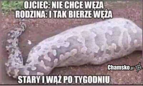 Wąż