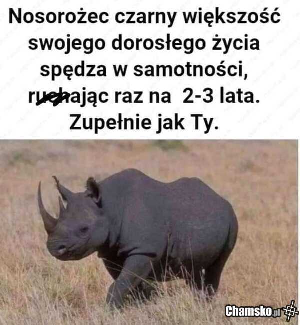 Nosorożec