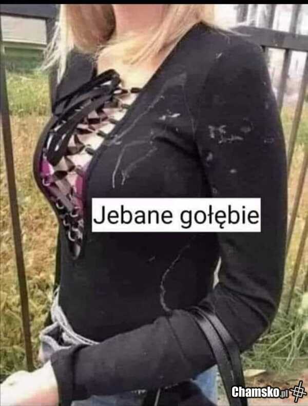 Głupie ptaki