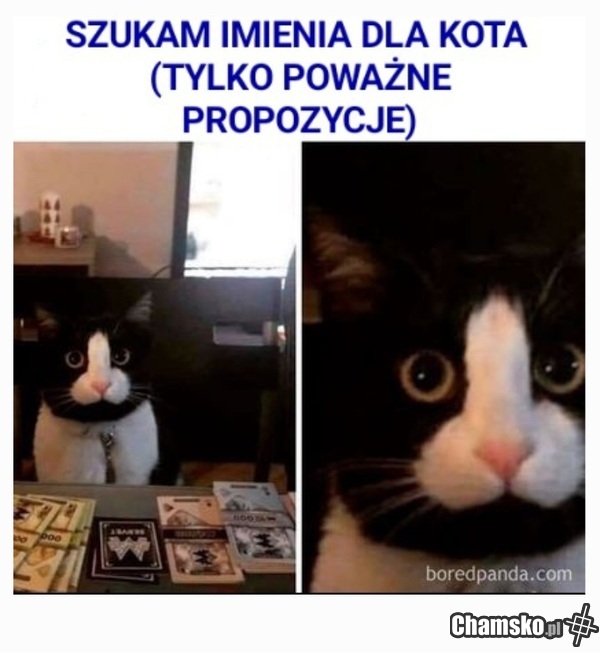 0_1_118986_Imie_dla_kotela_jakies_propozycje_przez_Sekiro.jpg