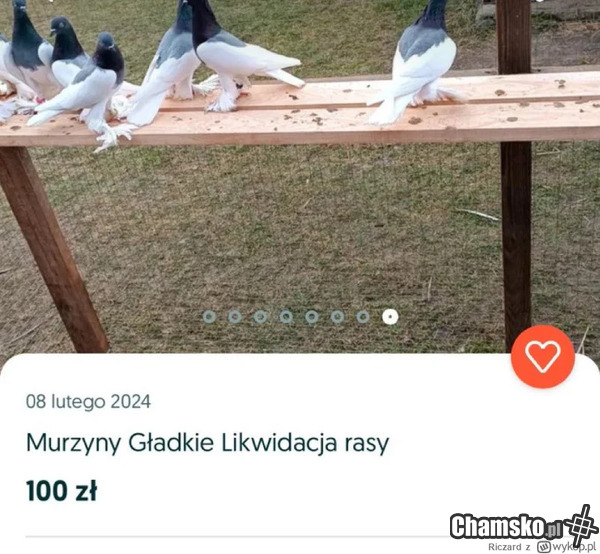 Życie samo pisze memy.